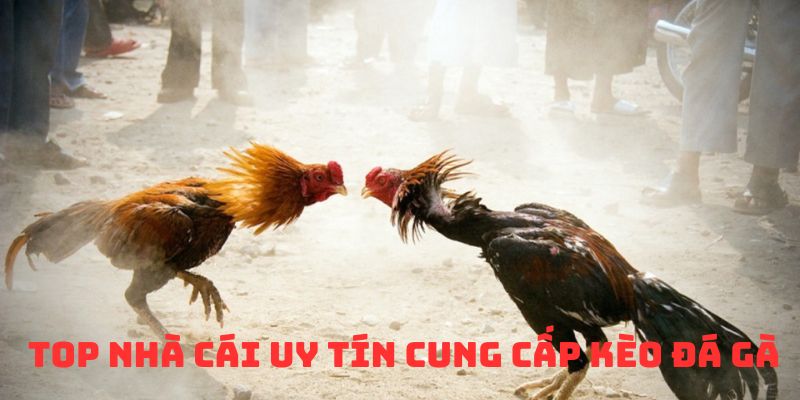 top-nha-cai-uy-tin-cung-cap-keo-da-ga-truc-tuyen